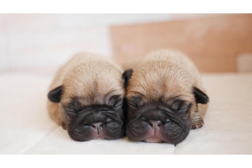 成約済の福岡県のフレンチブルドッグ-100687