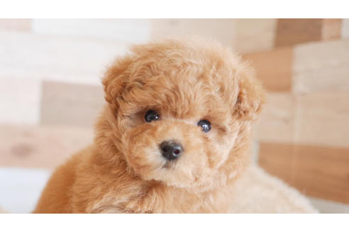 成約済の福岡県のトイプードル-100689