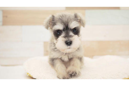 成約済の福岡県のミニチュアシュナウザー-100690の1枚目