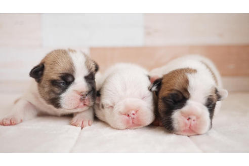 成約済の福岡県のフレンチブルドッグ-100693