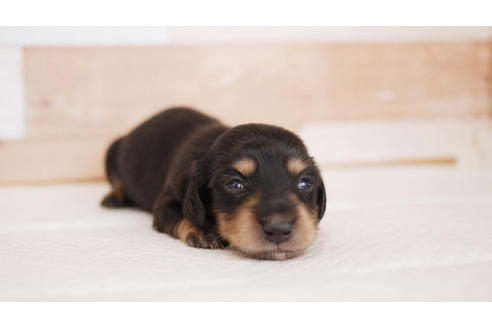 成約済の福岡県のミニチュアダックスフンド(ロングヘアード)-100695