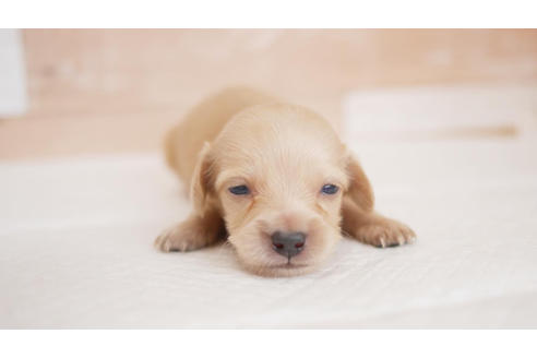 成約済の福岡県のミニチュアダックスフンド(ロングヘアード)-100698の1枚目