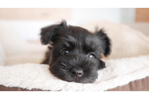 成約済の福岡県のミニチュアシュナウザー-100702の1枚目