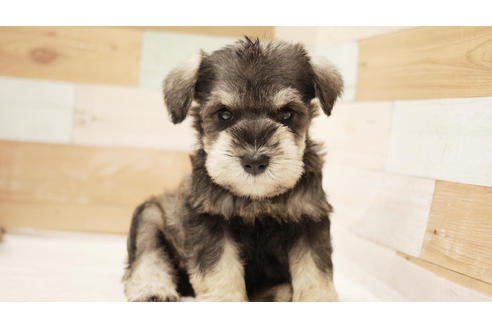 成約済の福岡県のミニチュアシュナウザー-100708の1枚目