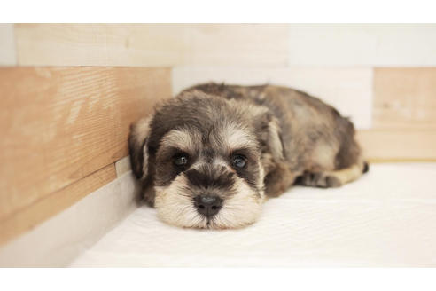 成約済の福岡県のミニチュアシュナウザー-100709