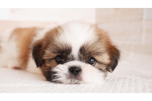 成約済の福岡県のシーズー-100710