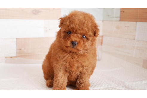 成約済の福岡県のトイプードル-100711