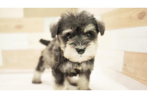 成約済の福岡県のミニチュアシュナウザー-100712