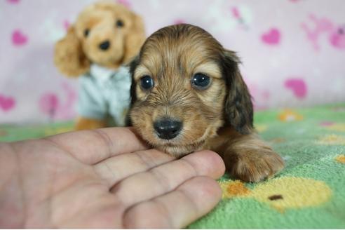 成約済の兵庫県のミニチュアダックスフンド(ロングヘアード)-100714の3枚目