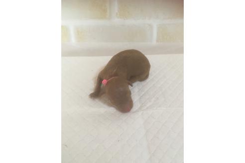 成約済の福岡県のタイニープードル-100736の5枚目