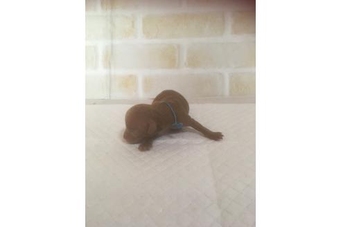 成約済の福岡県のタイニープードル-100734の1枚目