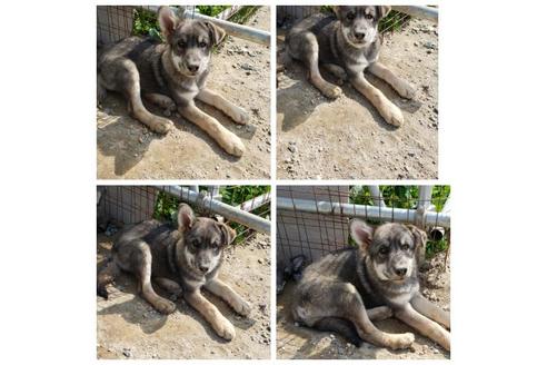成約済の北海道のその他の犬種-91961の3枚目
