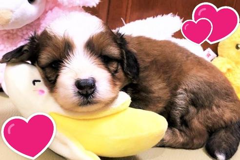 成約済の茨城県のミックス犬-100754の2枚目