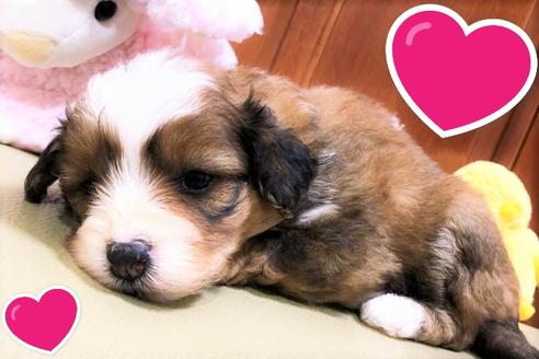 成約済の茨城県のミックス犬-100754の3枚目