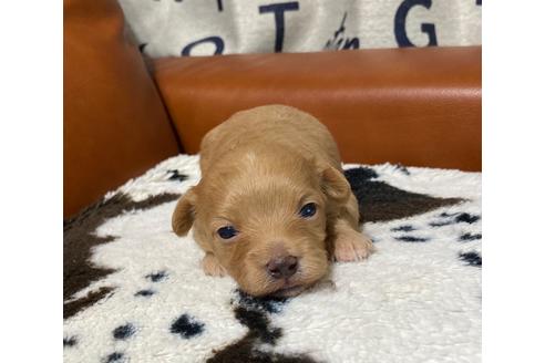 成約済の茨城県のマルプー:マルチーズ×トイプードル-100759の10枚目