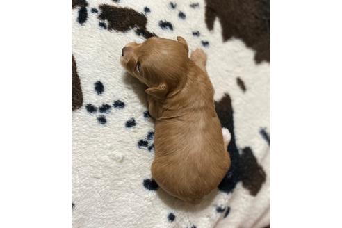 成約済の茨城県のマルプー:マルチーズ×トイプードル-100759の9枚目