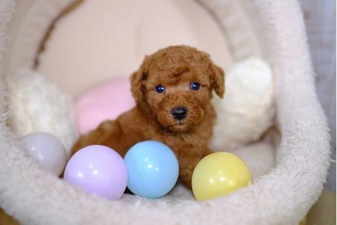 成約済の滋賀県のトイプードル-100773