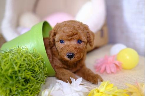 成約済の滋賀県のトイプードル-100773の3枚目