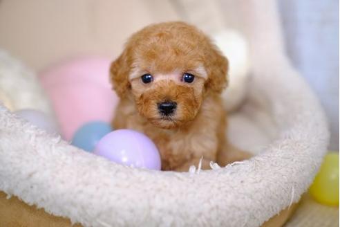 成約済の滋賀県のトイプードル-100777