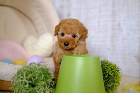 成約済の滋賀県のトイプードル-100777の2枚目