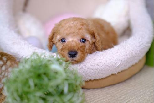 成約済の滋賀県のトイプードル-100787