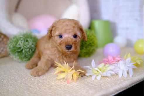 成約済の滋賀県のトイプードル-100787の3枚目