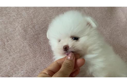 成約済の愛知県のポメラニアン-100798の3枚目