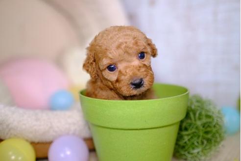 成約済の滋賀県のトイプードル-100799の3枚目