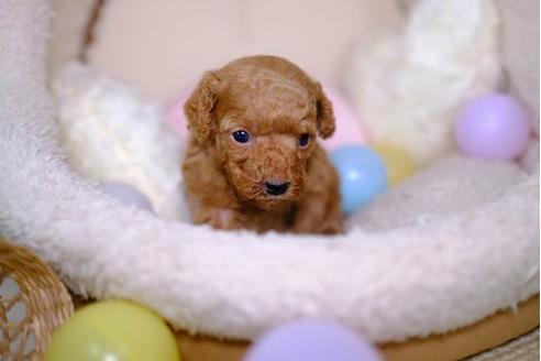 成約済の滋賀県のトイプードル-100808