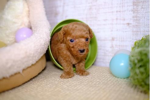 成約済の滋賀県のトイプードル-100808の3枚目