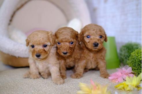 成約済の滋賀県のトイプードル-100808の2枚目