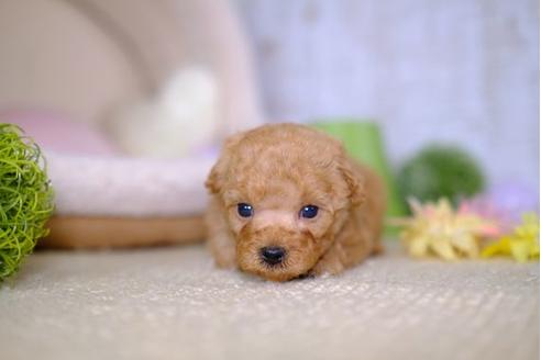 成約済の滋賀県のトイプードル-100812の1枚目