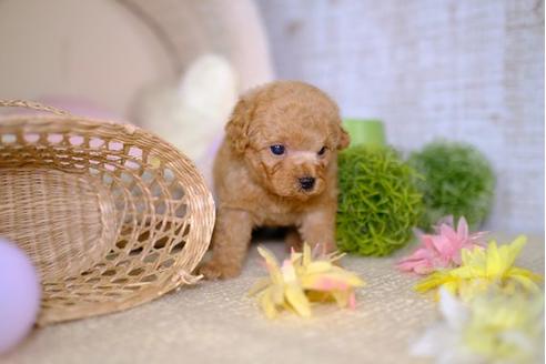 成約済の滋賀県のトイプードル-100812の3枚目