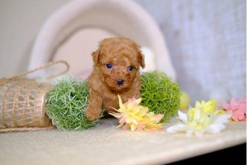 成約済の滋賀県のトイプードル-100813の1枚目