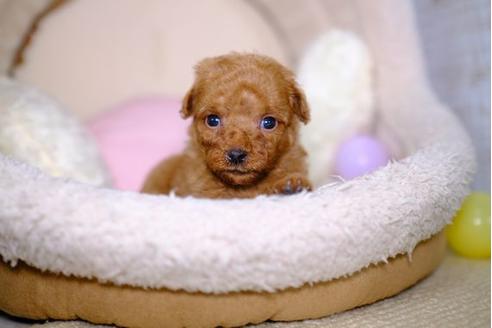 成約済の滋賀県のトイプードル-100813の3枚目