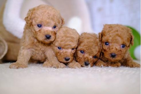 成約済の滋賀県のトイプードル-100813の2枚目