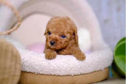 成約済の滋賀県のトイプードル-100814の1枚目