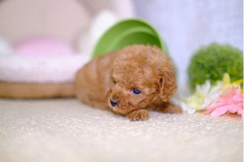 成約済の滋賀県のトイプードル-100814の3枚目