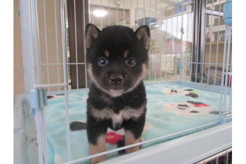 成約済の岡山県の豆柴-97777の1枚目