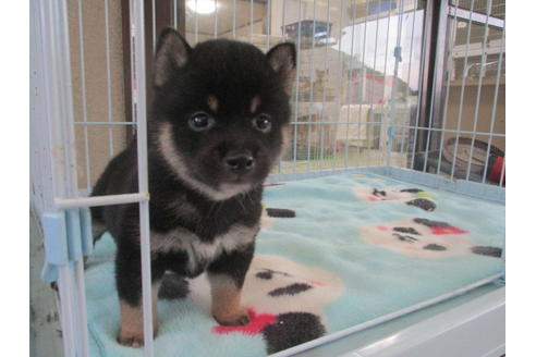 成約済の岡山県の豆柴-97777の5枚目