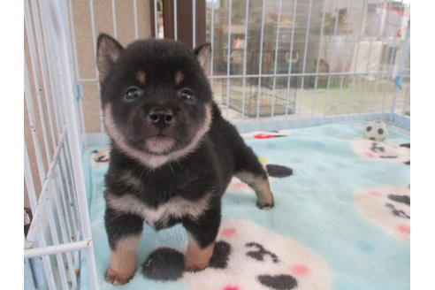 成約済の岡山県の豆柴-97777の4枚目