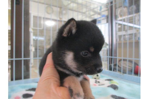 成約済の岡山県の豆柴-97777の3枚目