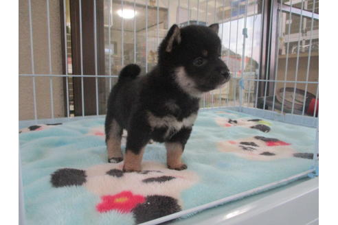 成約済の岡山県の豆柴-97777の2枚目