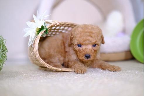 成約済の滋賀県のトイプードル-100815の1枚目