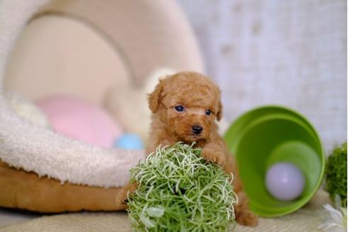 成約済の滋賀県のトイプードル-100815の3枚目