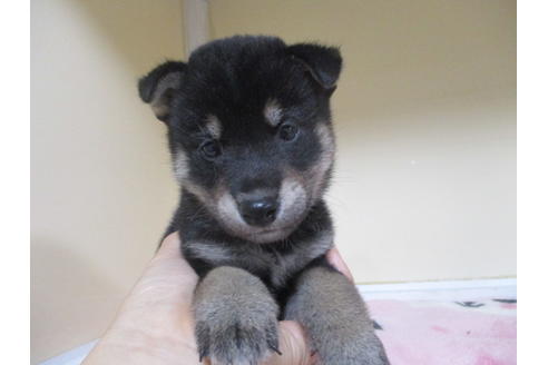 成約済の岡山県の柴犬-97773の1枚目