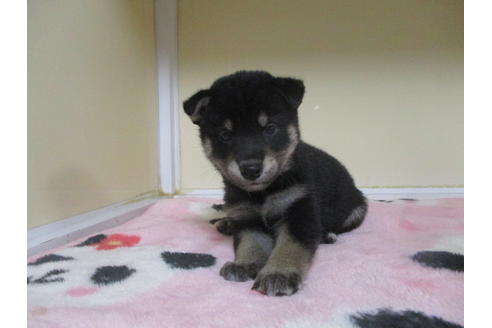 成約済の岡山県の柴犬-97773の5枚目