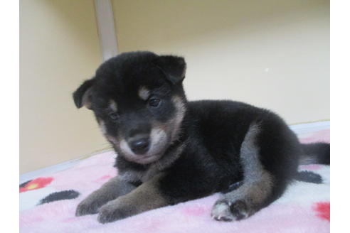 成約済の岡山県の柴犬-97773の4枚目