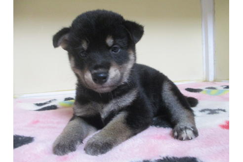 成約済の岡山県の柴犬-97773の3枚目