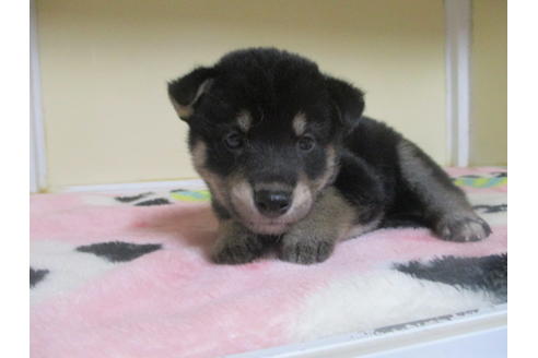 成約済の岡山県の柴犬-97773の2枚目